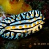 Nudibranche Phyllidie verruqueuse Ma